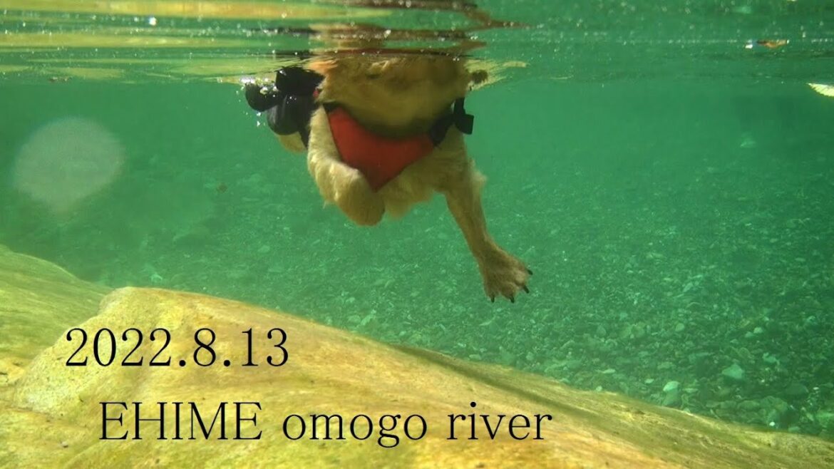 【ノーフォークテリア】14匹で水遊び！