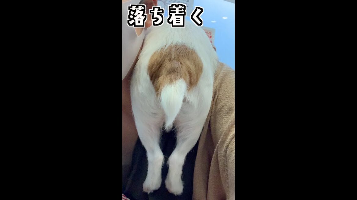 最近の子犬のお気に入りスポット/ジャックラッセルテリア/puppy #shorts