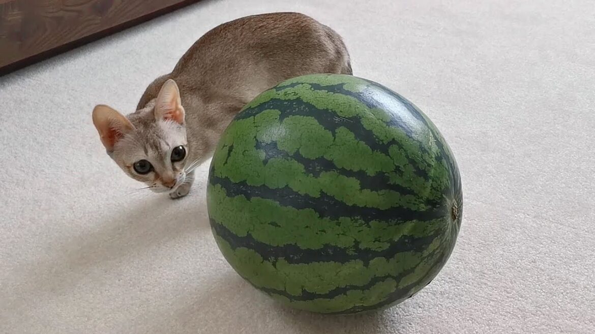はじめてスイカを見た子猫の反応がこちら！【シンガプーラ】
