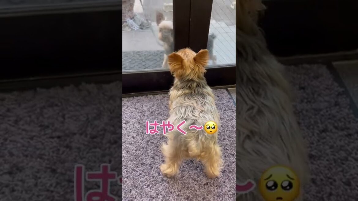 #ベリー #ジェイ #ヨークシャーテリア #可愛いペット #病院嫌い