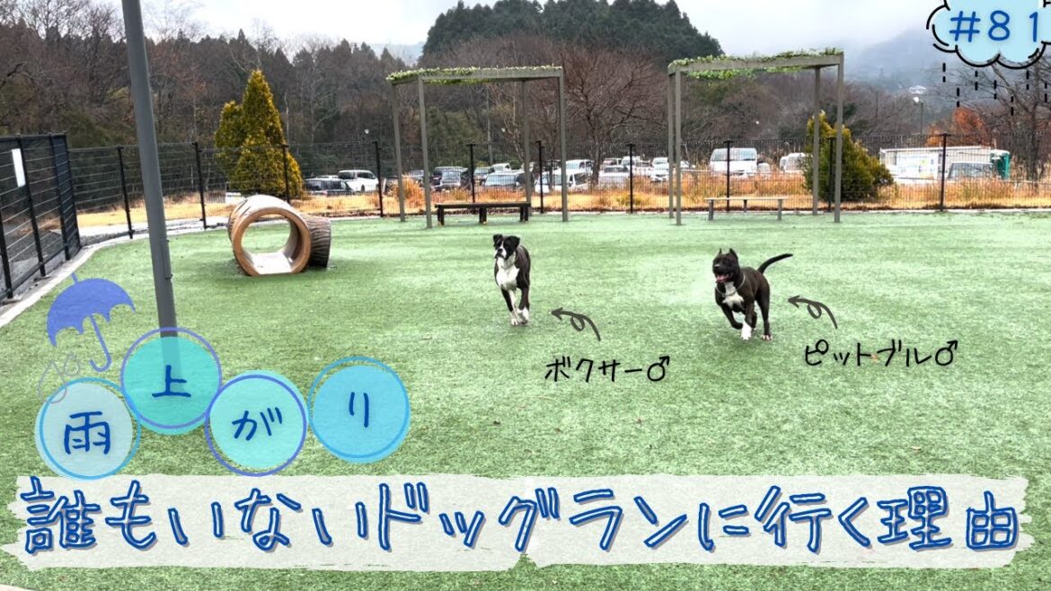 【ピットブル＆ボクサー】こんな経験ありませんか？