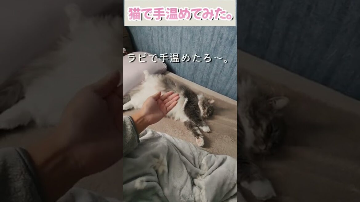 猫で手を温める画期的な方法見つけたった。(サイベリアンのラフィ)#shorts