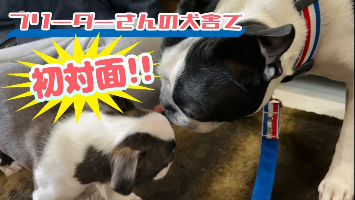 第1話「ボストンテリアもたろー４才、ボステリ３ヶ月の赤ちゃんと初対面！！」