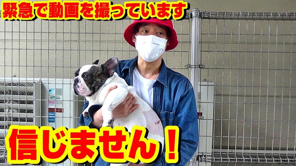 信じません！　緊急で動画を撮っています　獣医「こんな経験は初めてだ！」　若干２歳、左腹部皮膚腫瘍手術後の病理検査結果　フレンチブルドッグ『ぶーちゃん日記』