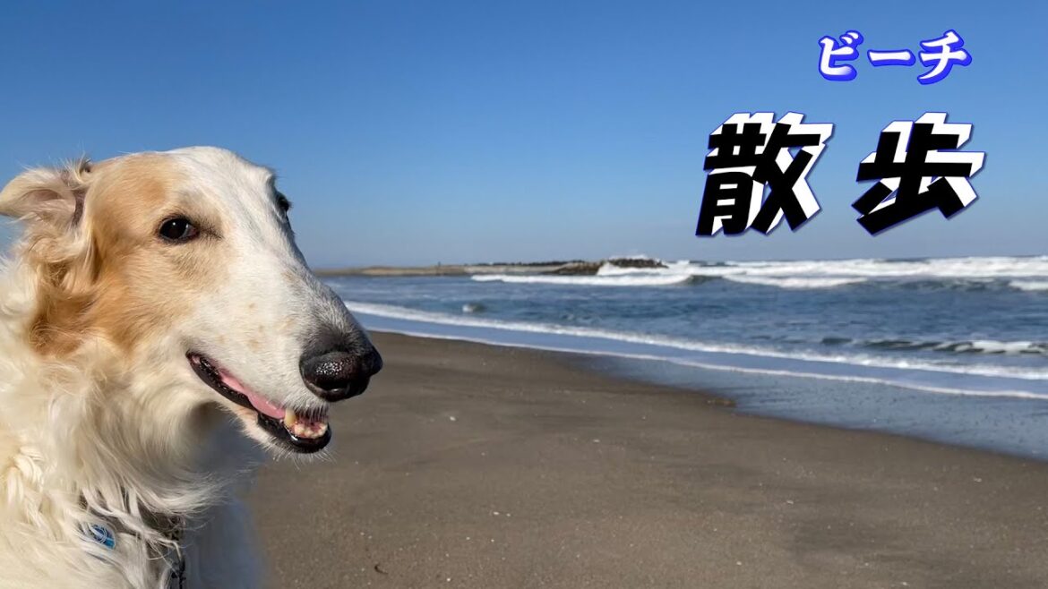大型犬：ボルゾイ・海岸を歩く　ビーチ散歩 [4K]