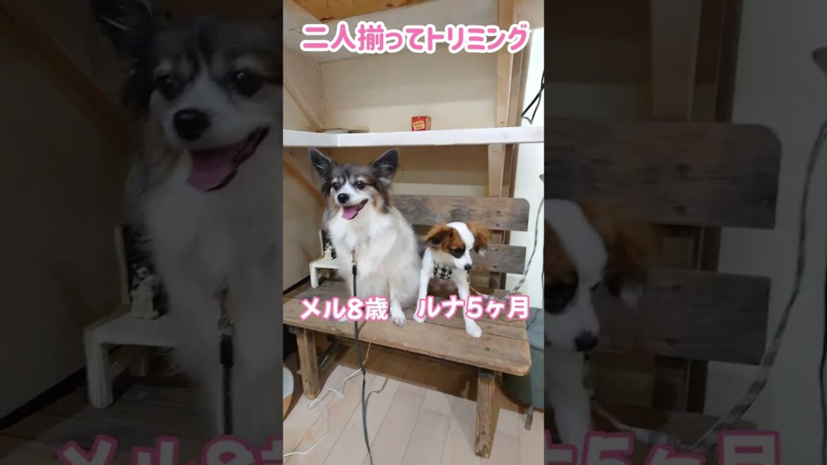ならんで順番待ち？パピヨン