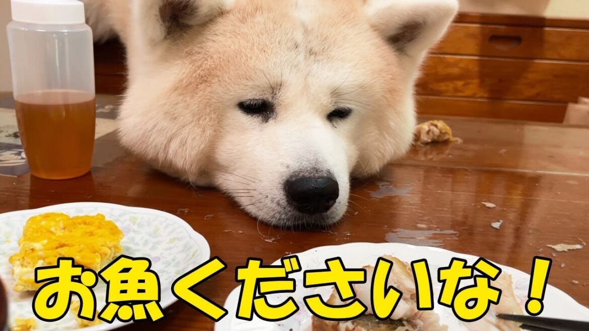 お魚下さいな！秋田犬そうすけ君のお願い【VLOG】