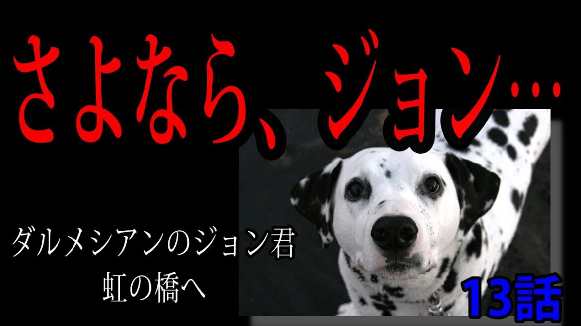 保護犬ダルメシアン「ジョン」13話「さよなら、ジョン」