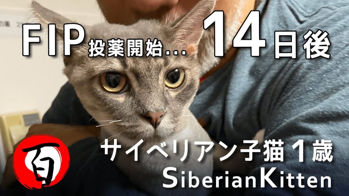 FIP治療14日後【サイベリアン1歳3ヶ月】投薬の効果は？  #GS441524