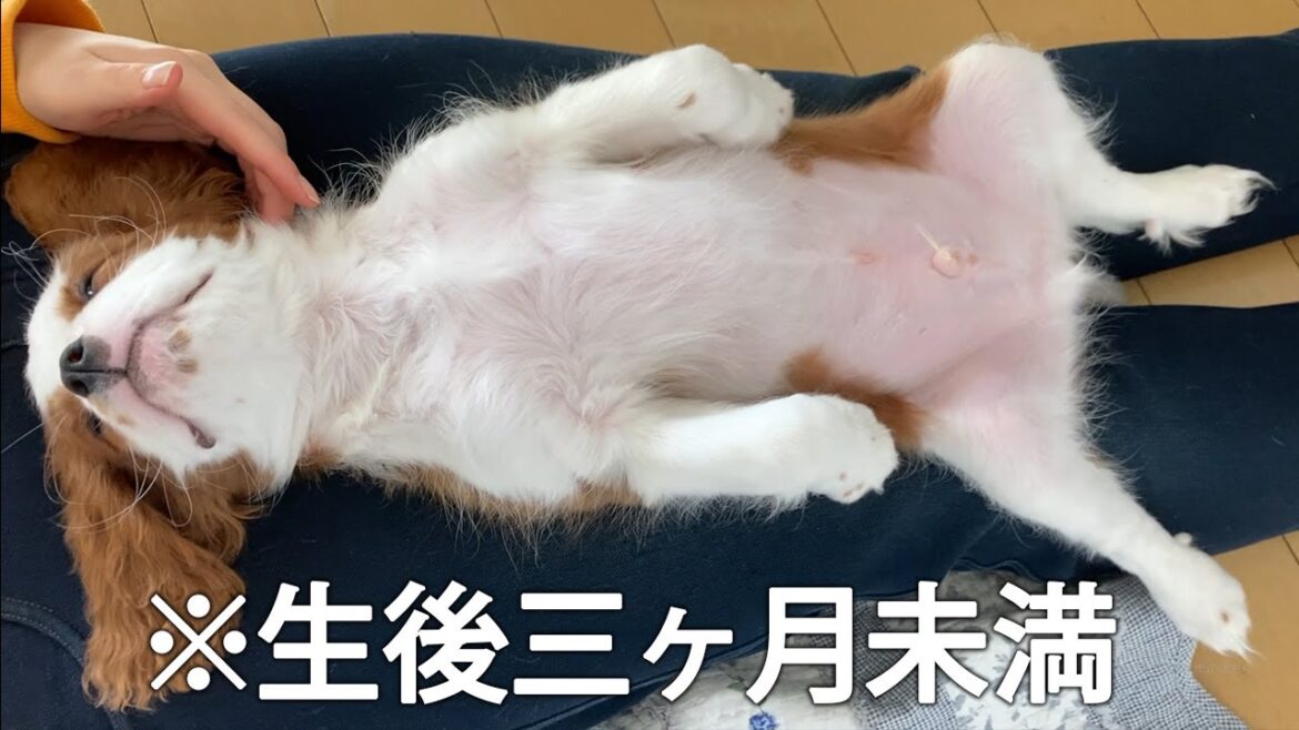 でかい弟(子犬)の愛が重すぎるアップルちゃんです