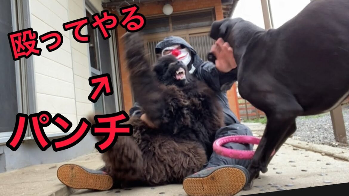 BOSSvsQueen 超大型犬 パパの取り合い？❣️ ニューファンドランドボス君 グレートデーンクィーンちゃん 渡辺ボス君 大型犬 庭ドッグラン 犬好き 大きい犬 わんぷろ ワンプロ