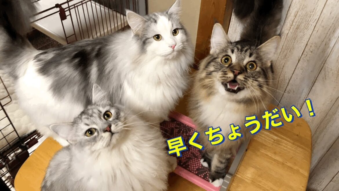 ラガマフィン猫三兄弟！もりもりご飯を食べているかわいい姿がこちらです