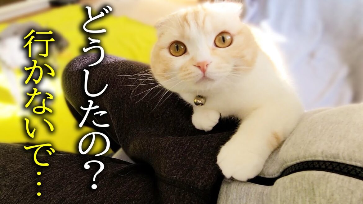 子猫と犬が「行くな」と必死に甘えて止めるので今日は仕事を休みます...