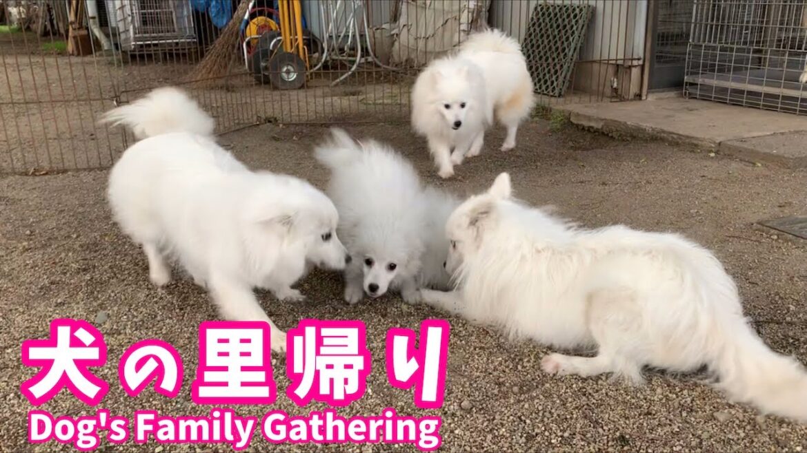 アライ畜犬牧場（栃木県）に里帰りした日本スピッツちぃ。(編集ver.) / Japanese Spitz  Goes Back Home and Met Parents.