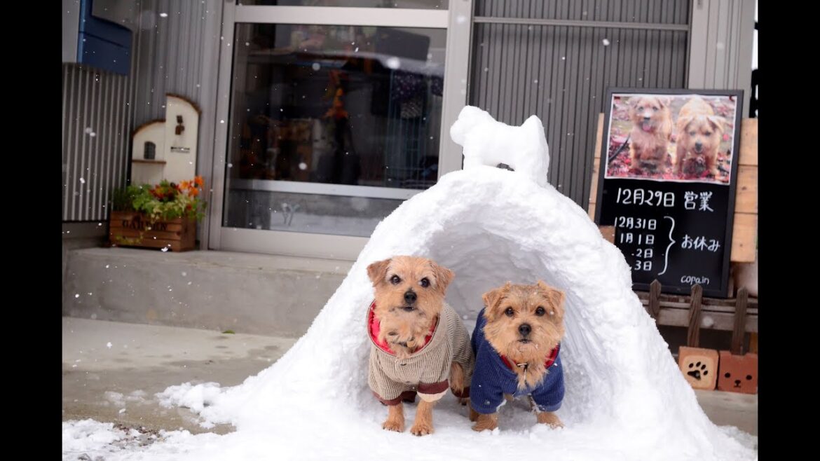 【ノーフォークテリア】積雪！