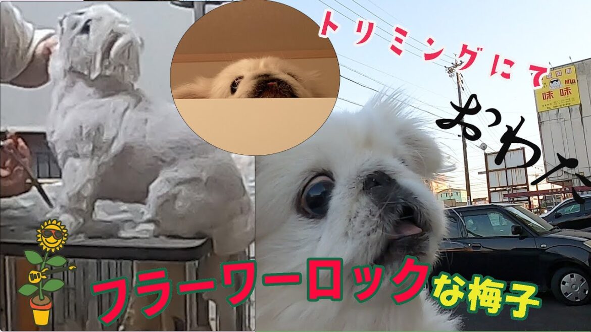 トリミングにてフラワーロックの動きをする梅子をご覧くださいwww