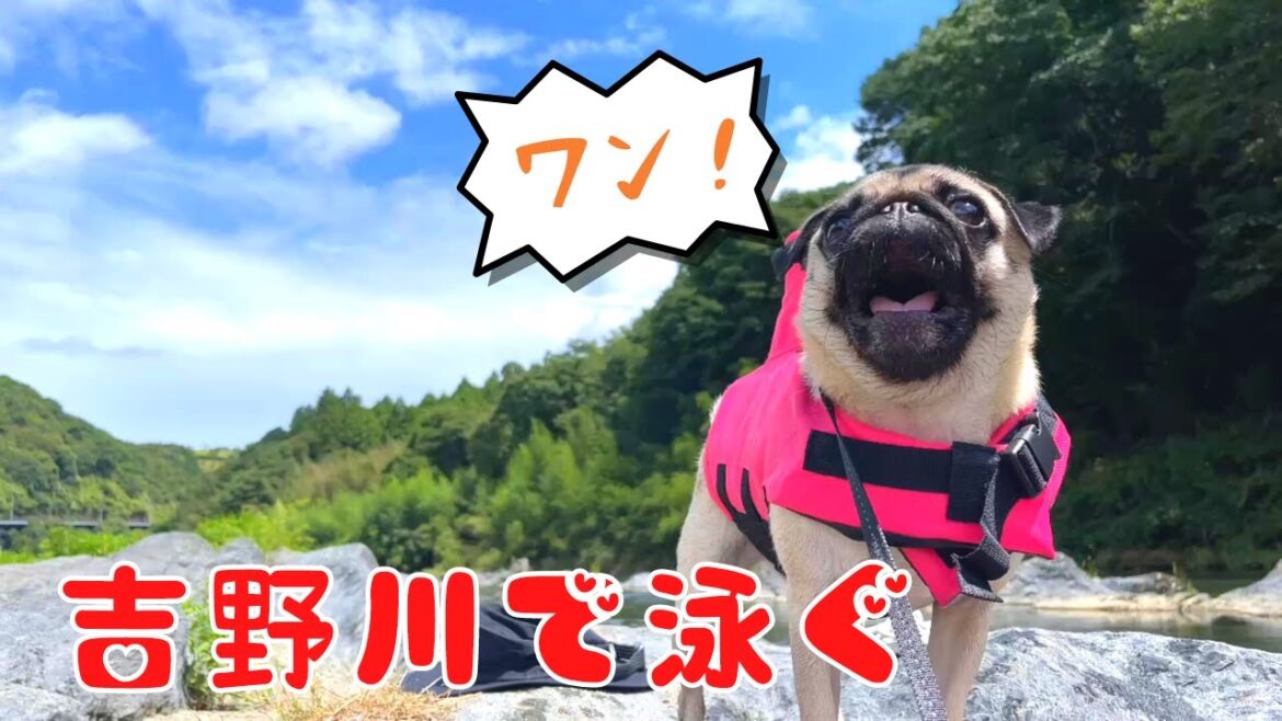 【パグ】エアー犬かき炸裂!お友達と水泳バトルした結果は…!? 【パグ】エアー犬かき炸裂!お友達と水泳バトルした結果は…!?