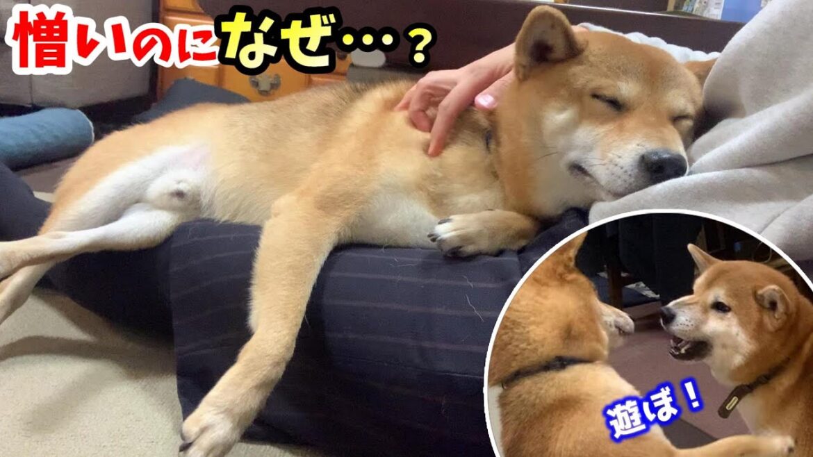 弟がウザいのに結局優しくしてしまう柴犬 弟がウザいのに結局優しくしてしまう柴犬