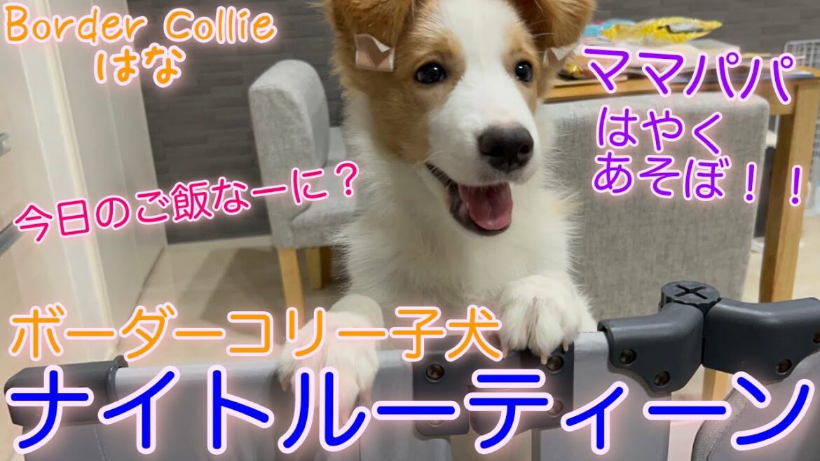 仕事がある日のナイトルーティーン【ボーダーコリー】