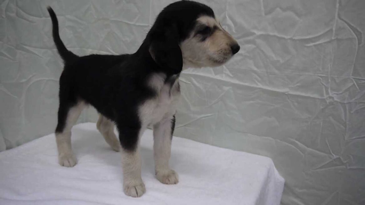 アフガンハウンドの東京ブリーダーの子犬を販売ＰＡＤＯＧ関東