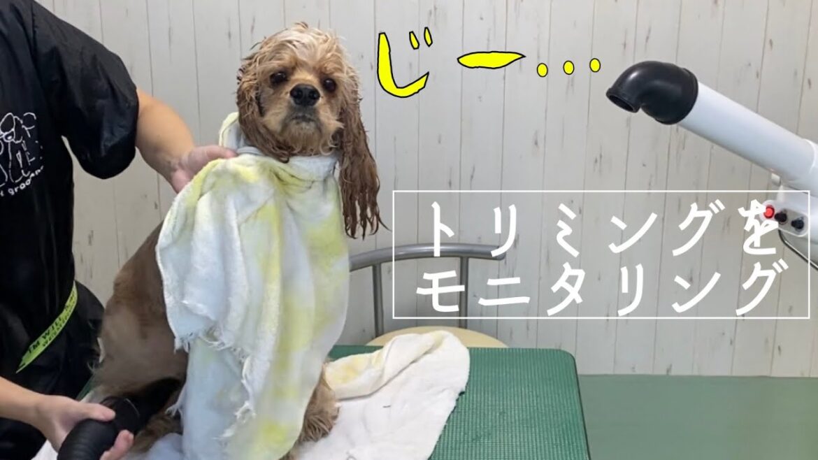 トリミング中ずっとカメラ目線なアメリカンコッカースパニエルにジワるw