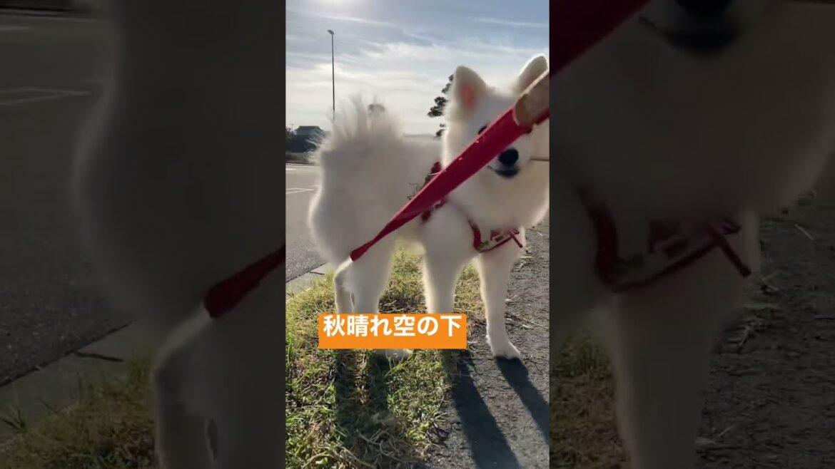 今日もじゃむの周りは平和です【日本スピッツじゃむのキメ顔】