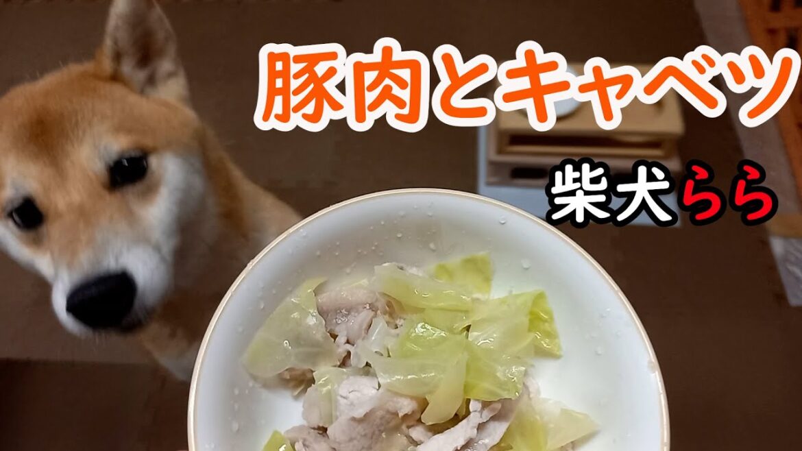 豚肉とキャベツ