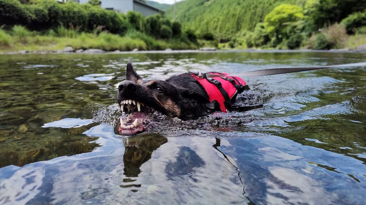 川遊びが楽しすぎたジャーマンシェパード、泳ぐ姿がだんだん犬じゃなくなってきたｗ