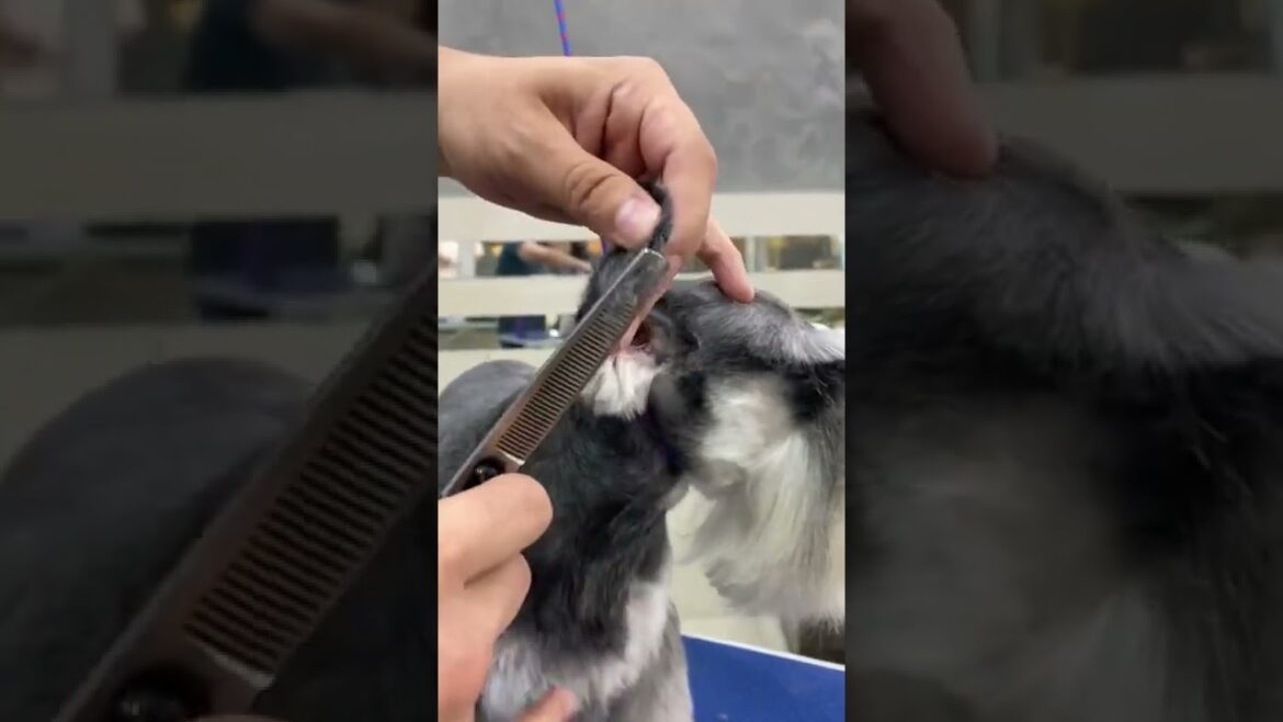 Tosa schnauzer By: Junior Borja