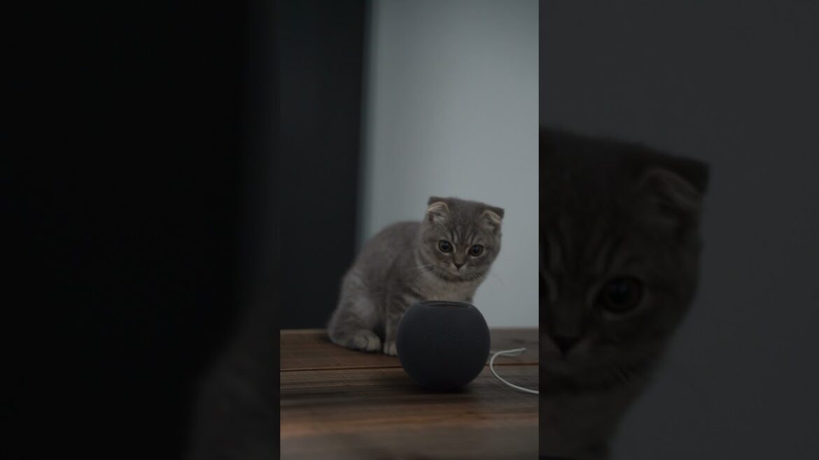 【激かわ】両親がチャンピオンのスコティッシュフォールドの子猫がこちらです！ #Shorts