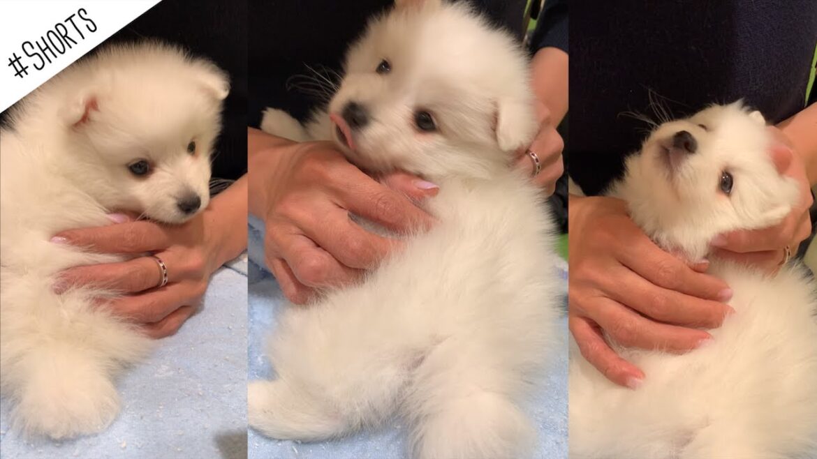 日本スピッツの子犬が天使すぎる💕 / Japanese Spitz Puppy #Shorts 日本スピッツの子犬が天使すぎる💕 / Japanese Spitz Puppy #Shorts