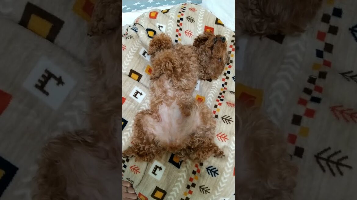 犬の寝顔が可愛いとは限らないｗ【トイプードル】