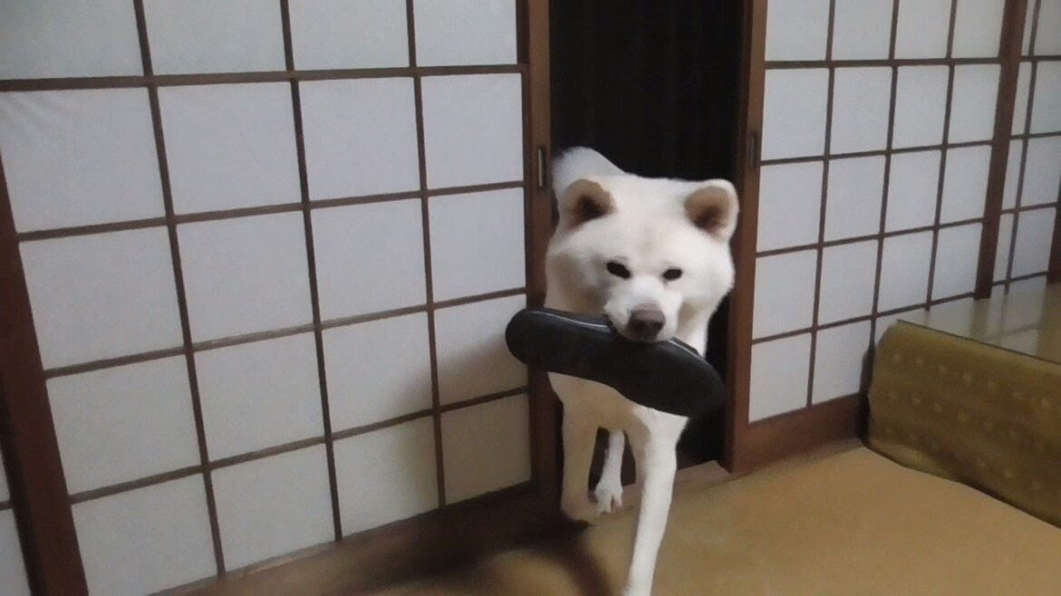 【秋田犬ゆうき】仏間はご先祖様たちに元気な姿を見せる場所なので悪戯は延々と続く【akita dog】