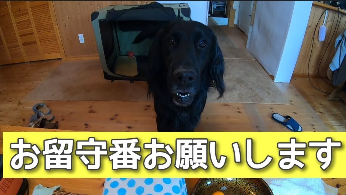 お留守番お願いします【フラットコーテッドレトリーバー＃74】