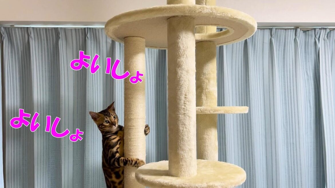 【ベンガル猫】新しいキャットタワーで遊ぶ子猫が一生懸命で可愛すぎました