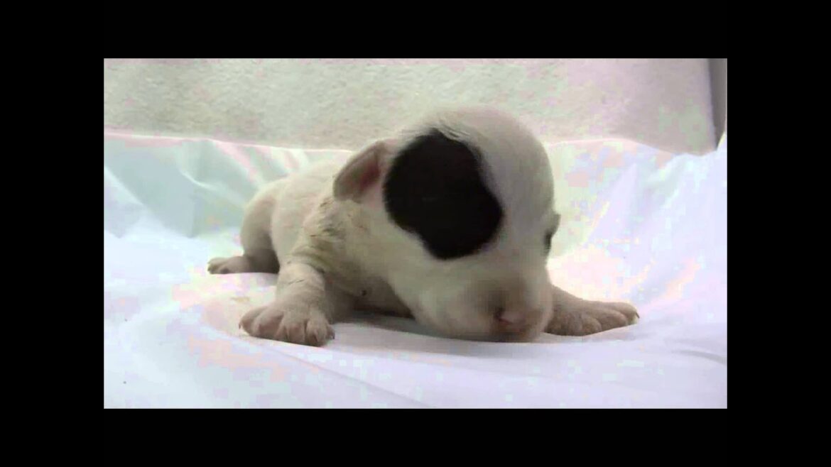 シーリハムテリアの子犬09