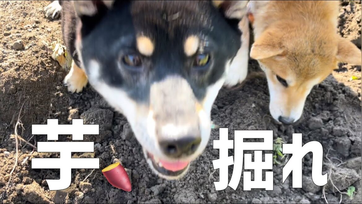陽気に出かけた子犬(巨)が帰宅したら柴犬家族の尋問に合うwwww