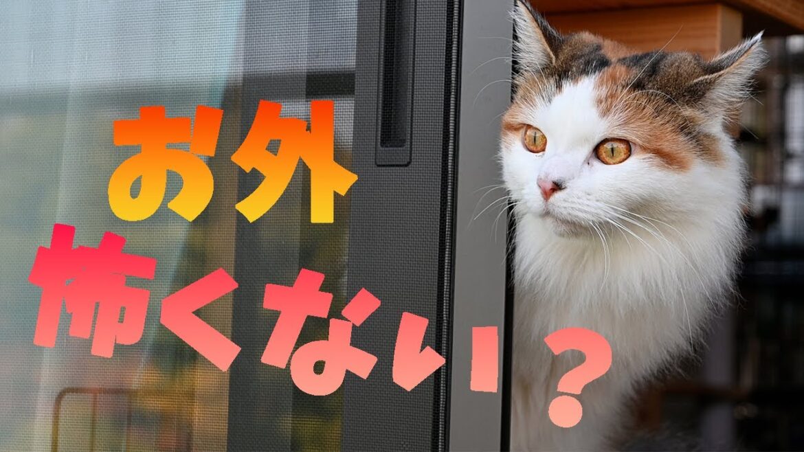 お外が楽しいだけじゃない事を学んだサイベリアンと芝生を克服したラグドール。色々あるけど今日もみんなハッピーです