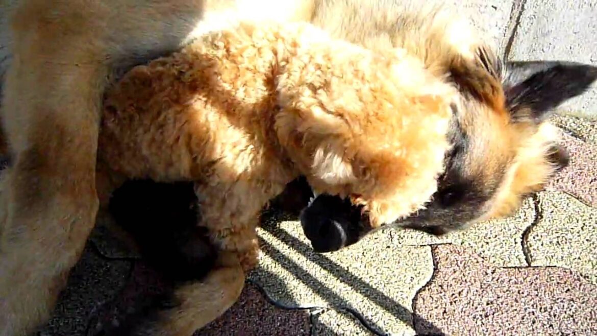 優しいレオンベルガーアルフ1 He is gentle. Leonberger ALF