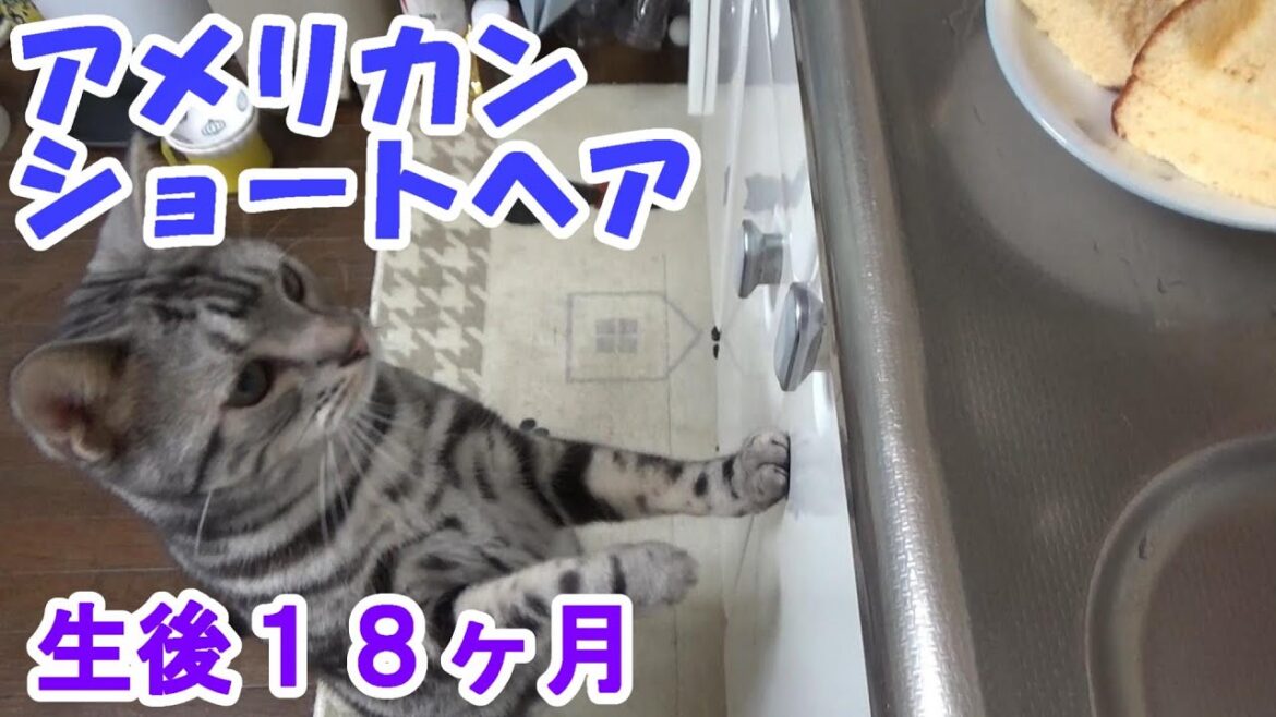 生後18ヶ月の様子　（アメリカンショートヘア）