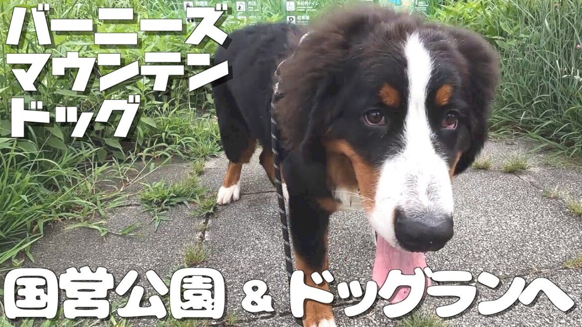 生後6ヶ月のバーニーズマウンテンドッグの子犬と国営公園に行きました