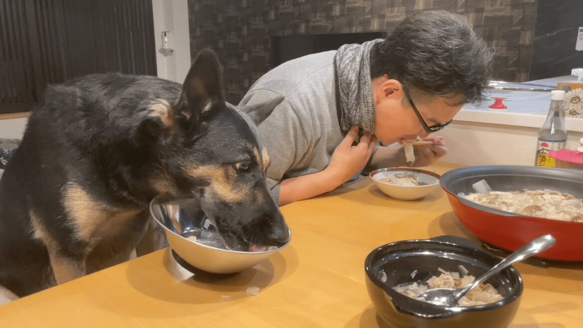愛犬と一緒に重ね鍋食べたら、めっちゃあったまった！【ジャーマンシェパード】