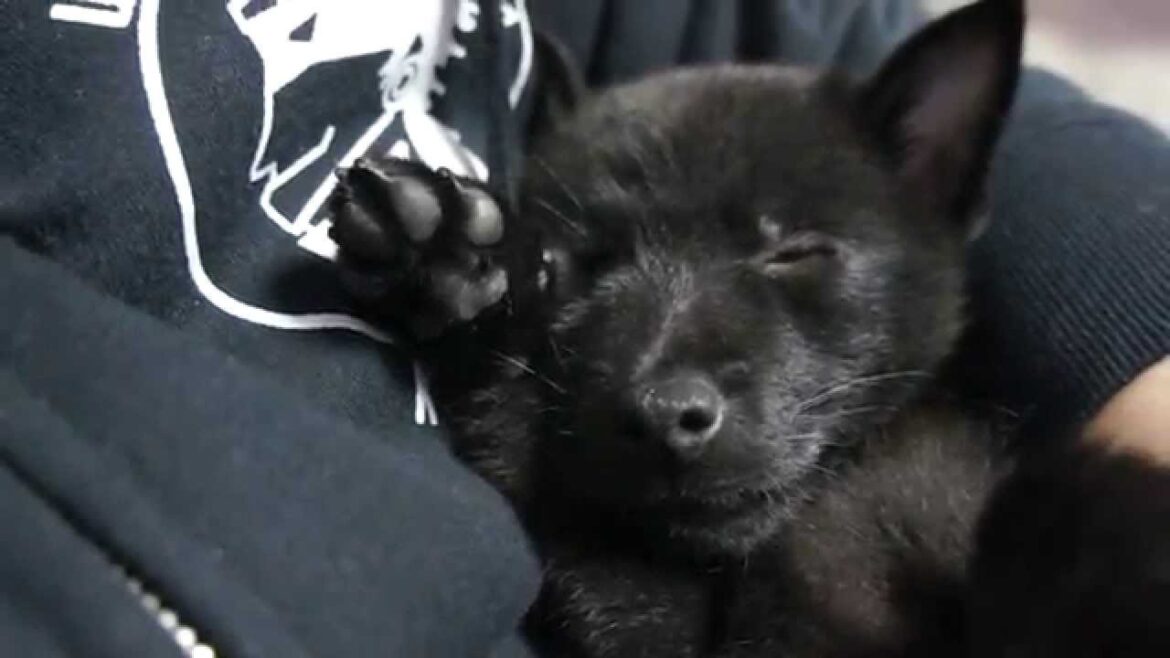 [HD] Schipperke スキッパーキ クー　眠い。。。