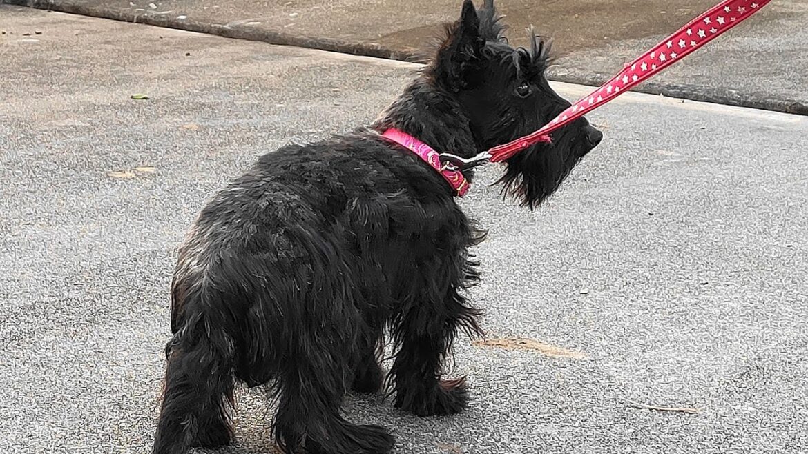 マルイ犬舎のスコティッシュテリアの仔犬ちゃんの散歩動画ーScottish Terrier Puppy Walking Video
