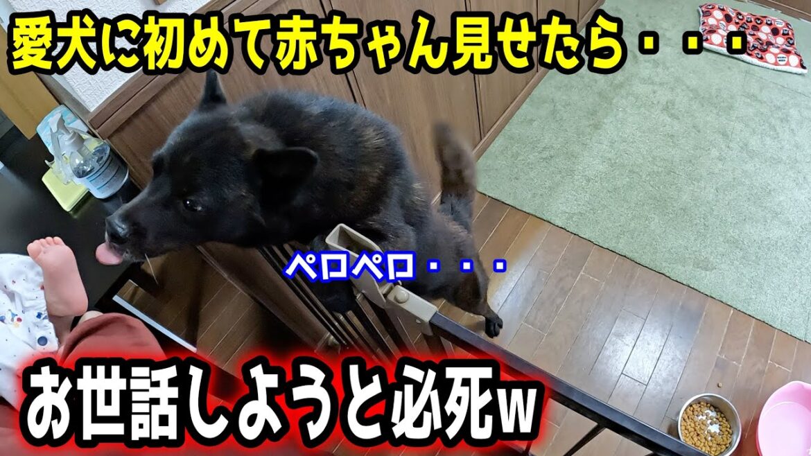 【甲斐犬一休と猫のしずく】愛犬に赤ちゃん見せたらこうなった 【甲斐犬一休と猫のしずく】愛犬に赤ちゃん見せたらこうなった