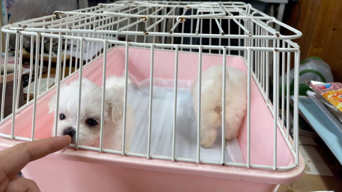 マルチーズの子犬 (生後2ヶ月)をお迎えしました 〜 出会いから初日まで マルチーズの子犬 (生後2ヶ月)をお迎えしました 〜 出会いから初日まで