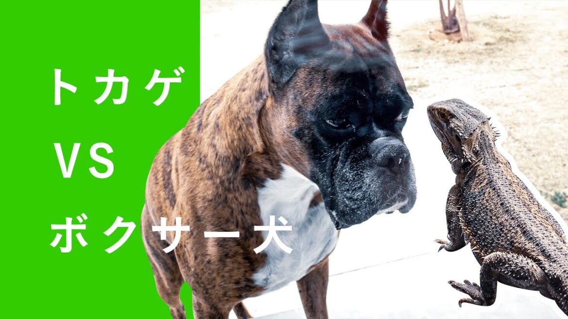 フトアゴVSボクサー犬