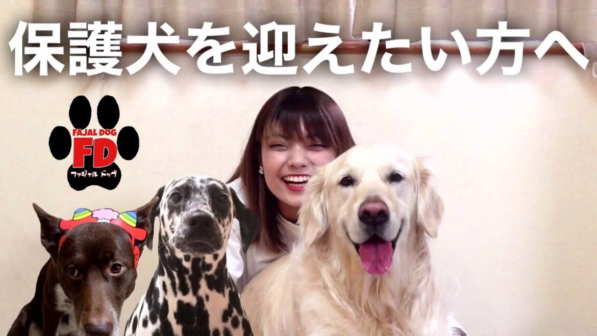 保護犬を飼う前に知りたかった事!ダルメシアン、元保護犬 保護犬を飼う前に知りたかった事!ダルメシアン、元保護犬