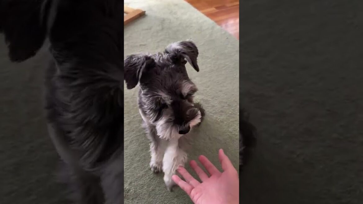 高速でお手とおかわりをする犬。ミニチュアシュナウザーひじき #shorts