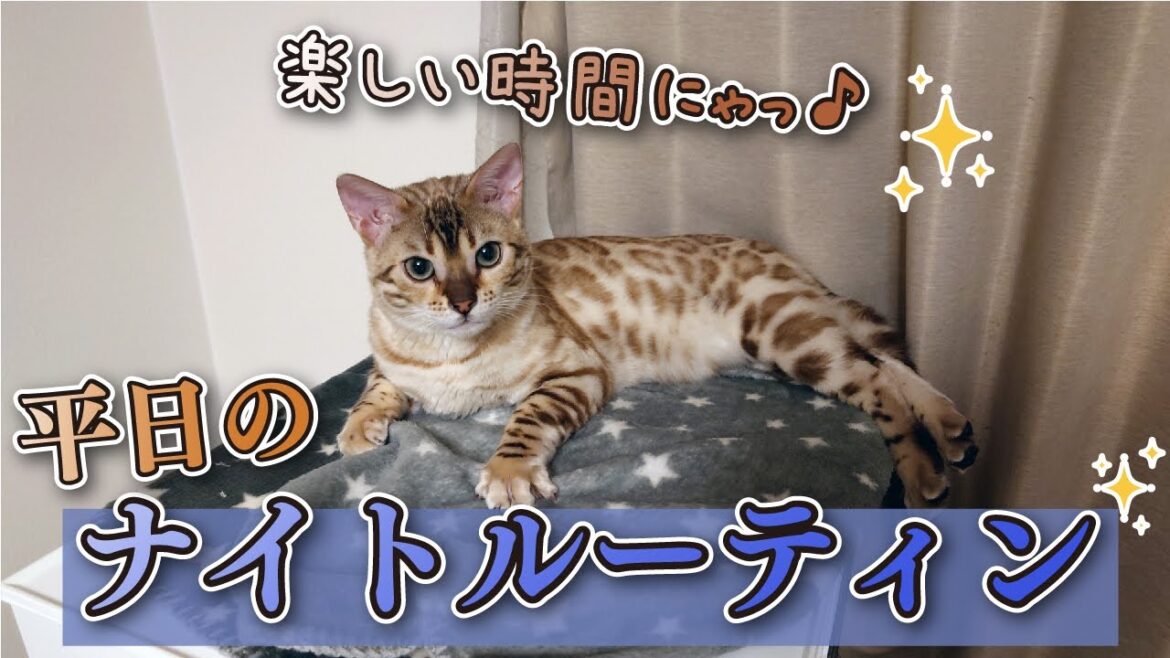 ベンガル猫と過ごす平日のナイトルーティン。-Weekday night routine with Bengal cats.-